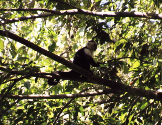 White-faced Capuchin Monkey, Carara
