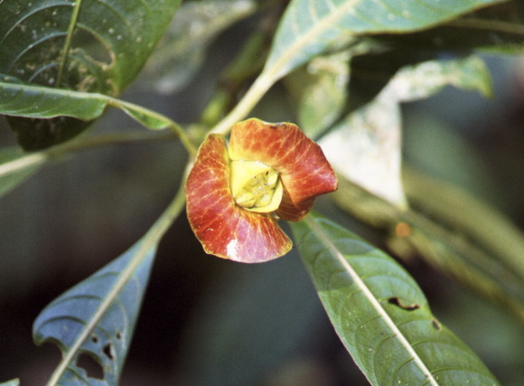 Hot-lips Flower, Mondeverde