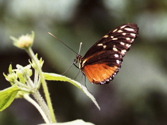 Butterfly, Monteverde
