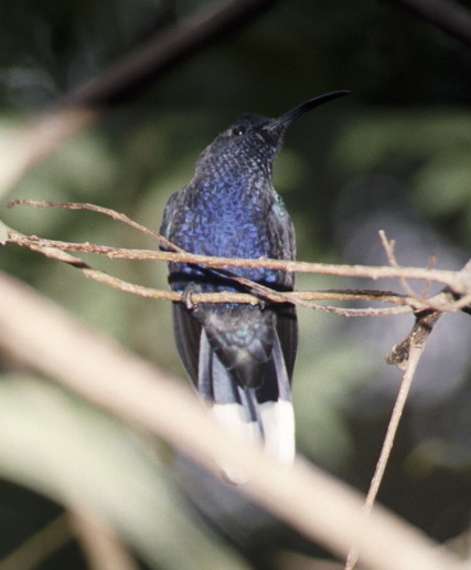 Hummingbird, Monteverde