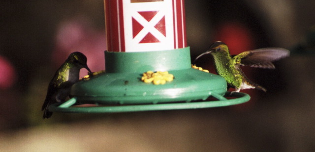 Hummingbirds, Selvatura