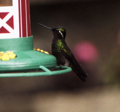 Hummingbird, Selvatura