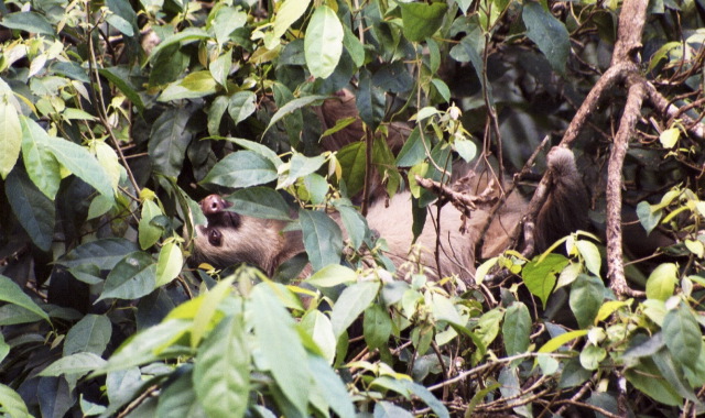 Two-toed Sloth, Between Arenal and Lal Paz