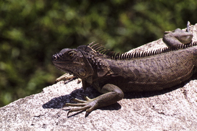 Female Iguana, Between Arenal and La Paz