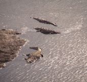 American Crocodiles, near Jaco