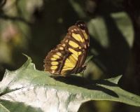 Butterfly, Carara