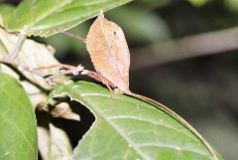 Leaf-mimic Katydid, Monteverde
