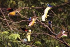 Passerini's Tanagers, Red-legged Honeycreepers, Mountain Robins, Blue-Gray Tanager, Arenal
