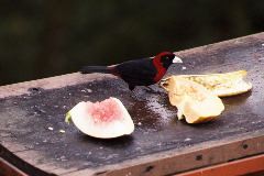 Crimson-collared Tanager, Arenal