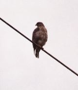 Broad-winged Hawk, Arenal