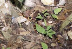 Coral Snake, Arenal