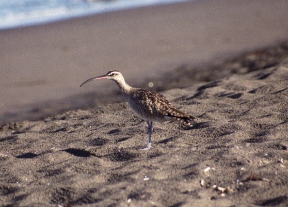 Wimbrel, Tortuguero