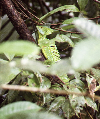 Jesus Christ Lizard, Tortuguero