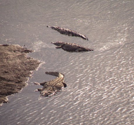 American Crocodiles, near Jaco