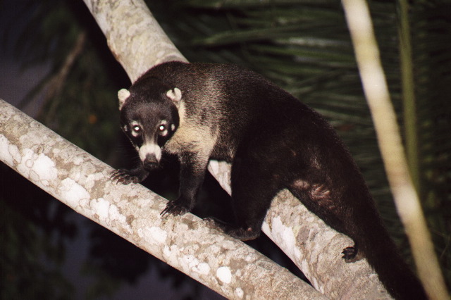 Coati, Carara