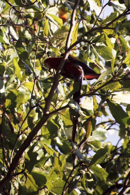 Scarlet Macaw, Carara