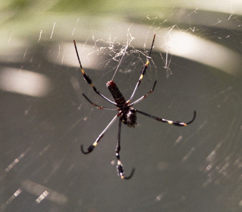 Golden Orb Spider, Carara