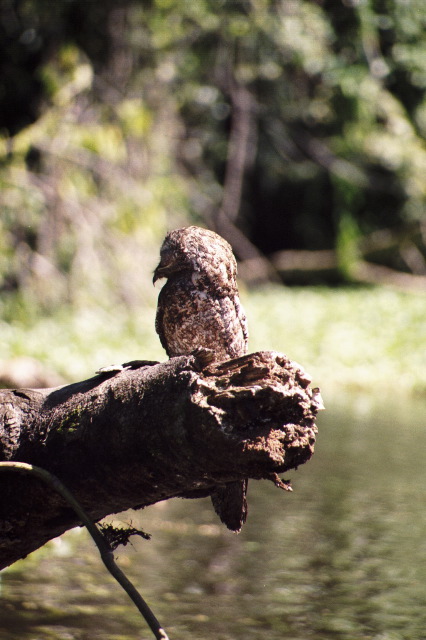 Great Potoo, Tortuguero