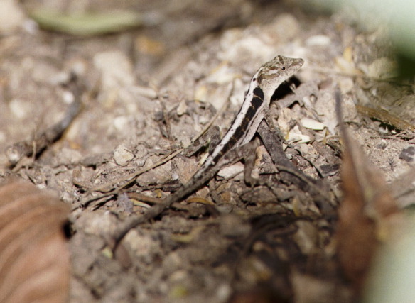 Anolis Lizard, Carara