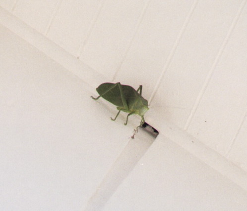 Large (5") Cicada, Villa Caletas