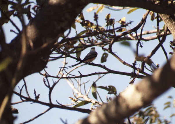 Scissortail Flycatcher, Santa Elena