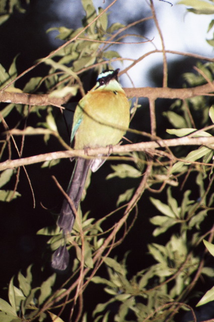 Blue-crowned Motmot, Fonda Vela