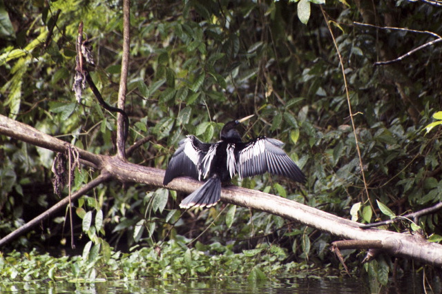 Anhinga, Tortuguero