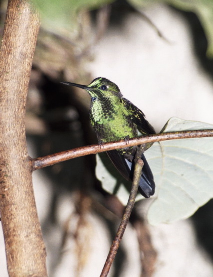 Hummingbird, Monteverde