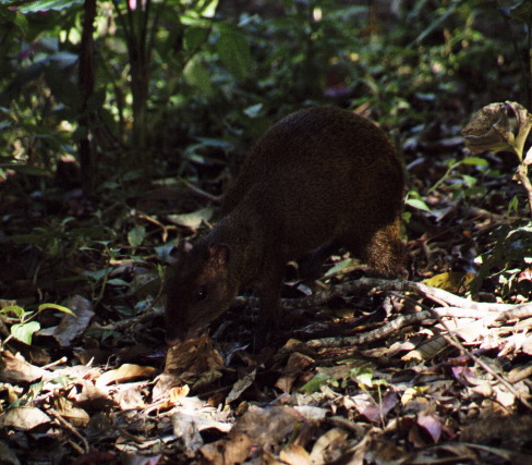 Agouti, Monteverde