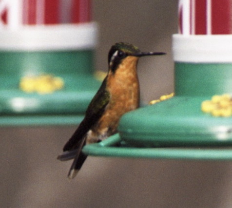 Hummingbird, Selvatura