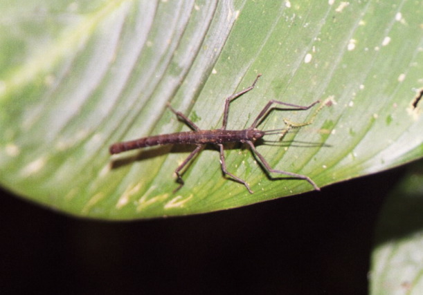 Walking Stick, Monteverde