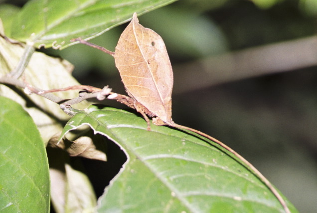 Leaf-mimic Katydid, Monteverde