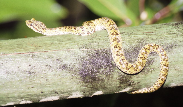 Palm Eyelash Viper, Arenal