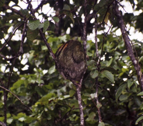 Sleeping three-toed sloth, Tortuguero