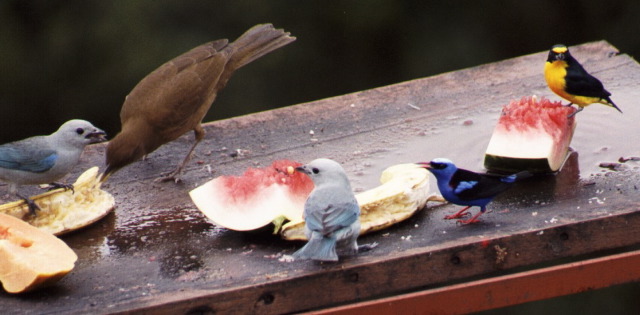 Blue-gray Tanagers, Clay-colored Robin, Yellow-throated Euphonia, Red-legged Honeycreeper, Arenal