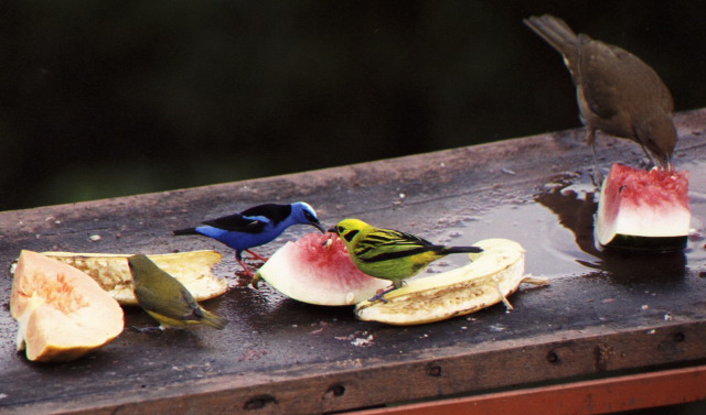 Emerald Tanager, Red-legged Honeycreeper, Clay-colored Robin, femal yellow-throated Euphonia?, Arenal