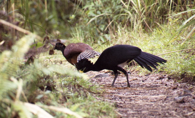 Great Curassows, Arenal