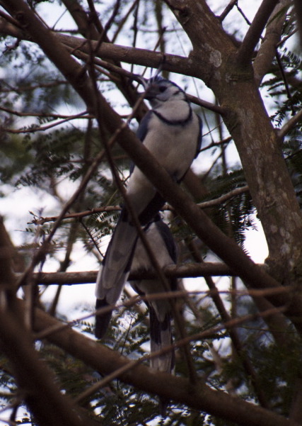 Crested Magpie Jay, Arenal