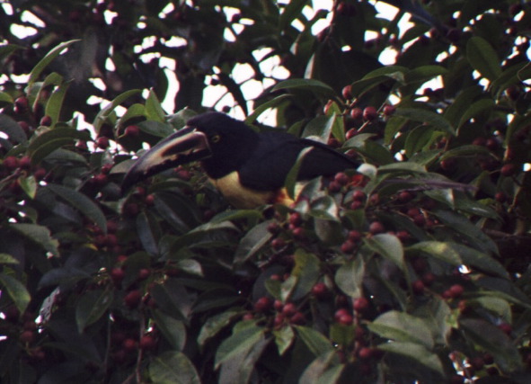 Collared Aracari, Arenal