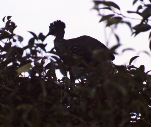 Crested Guan, Arenal