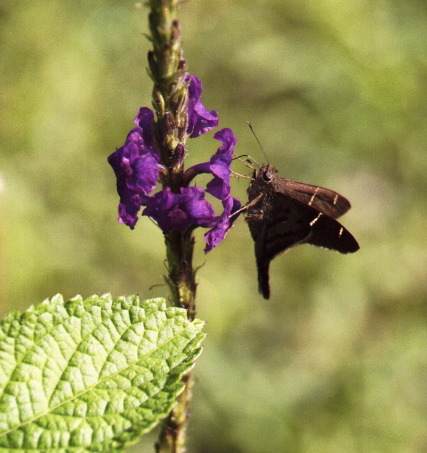 Butterfly at Flower, Arenal