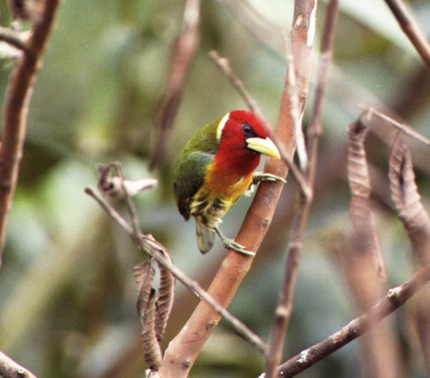 Red-headed Barbet, Braulio Carillo