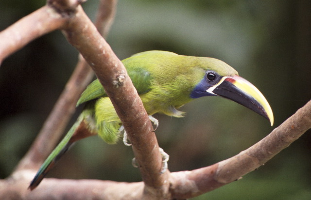 Emerald Toucanet, Braulio Carillo