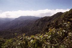 Monteverde Cloud Forest