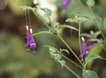 Flower, Monteverde