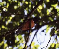 Trogon, Monteverde