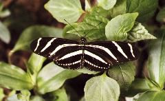 Zebra Heliconia Butterfly, Monteverde