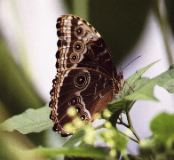 Blue Morpho Buttterfly, Monteverde