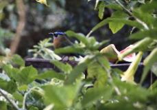 Blue-crowned Motmot, Fonda Vela