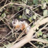 Variegated Squirrel, Monteverde